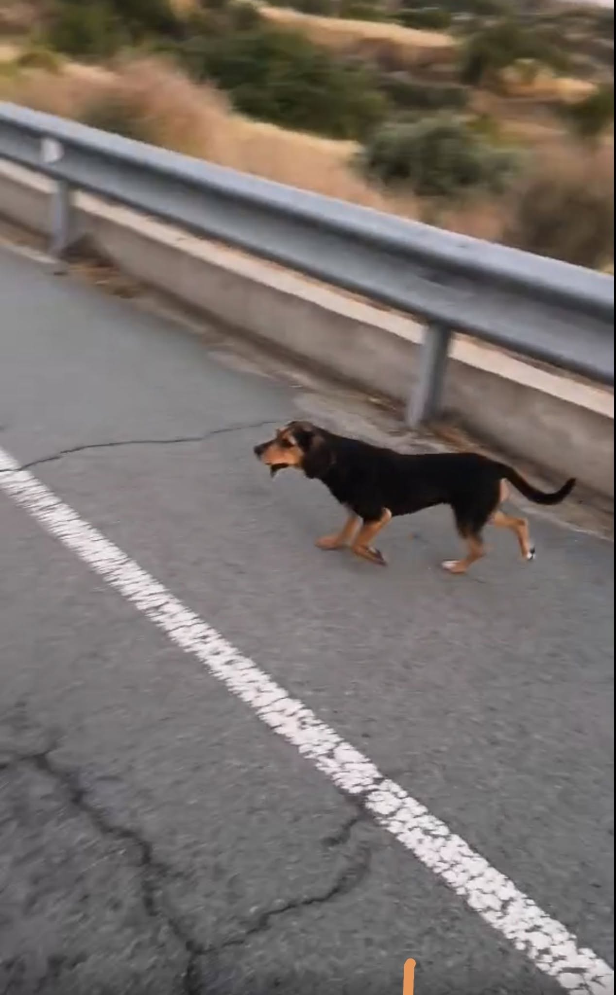 Found black and tan dog on the road toward Agros after Kalo Chorio turn