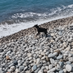 Acheleia Dog Beach 3