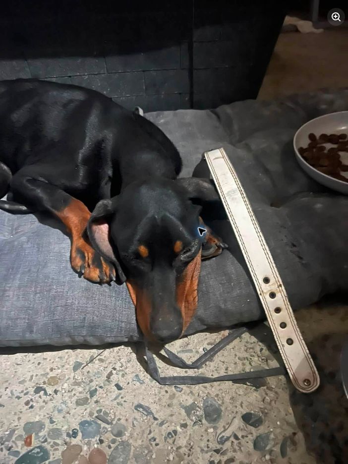 Found female dog in Palouriotissa, Nicosia