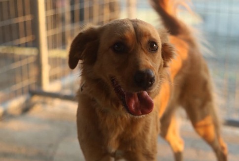 Lola - Lost Dog - Paraklisia, Limassol