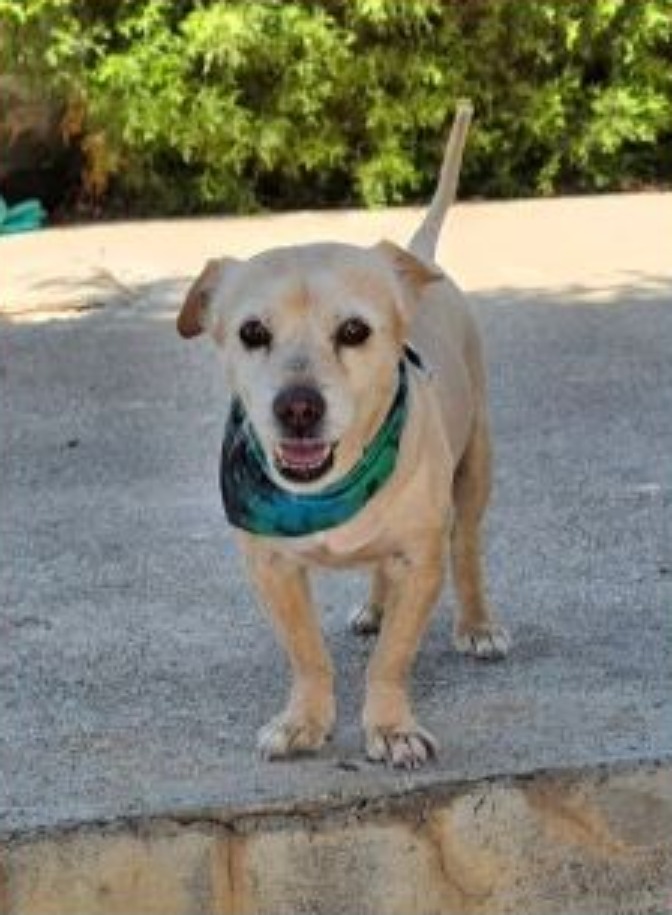 Rexx, lost dog in Kapparis, Paralimni