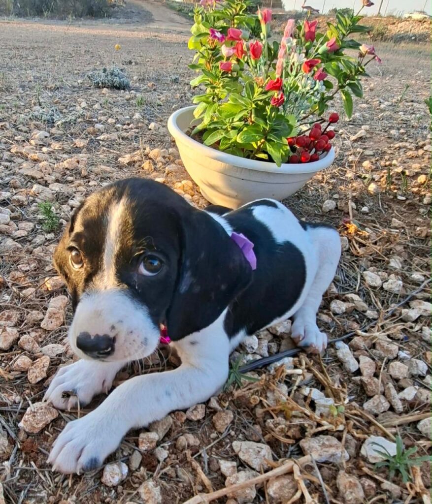 Lilly 2