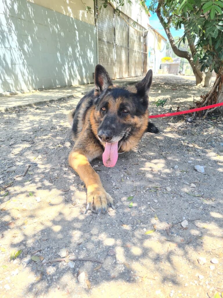 Max 4