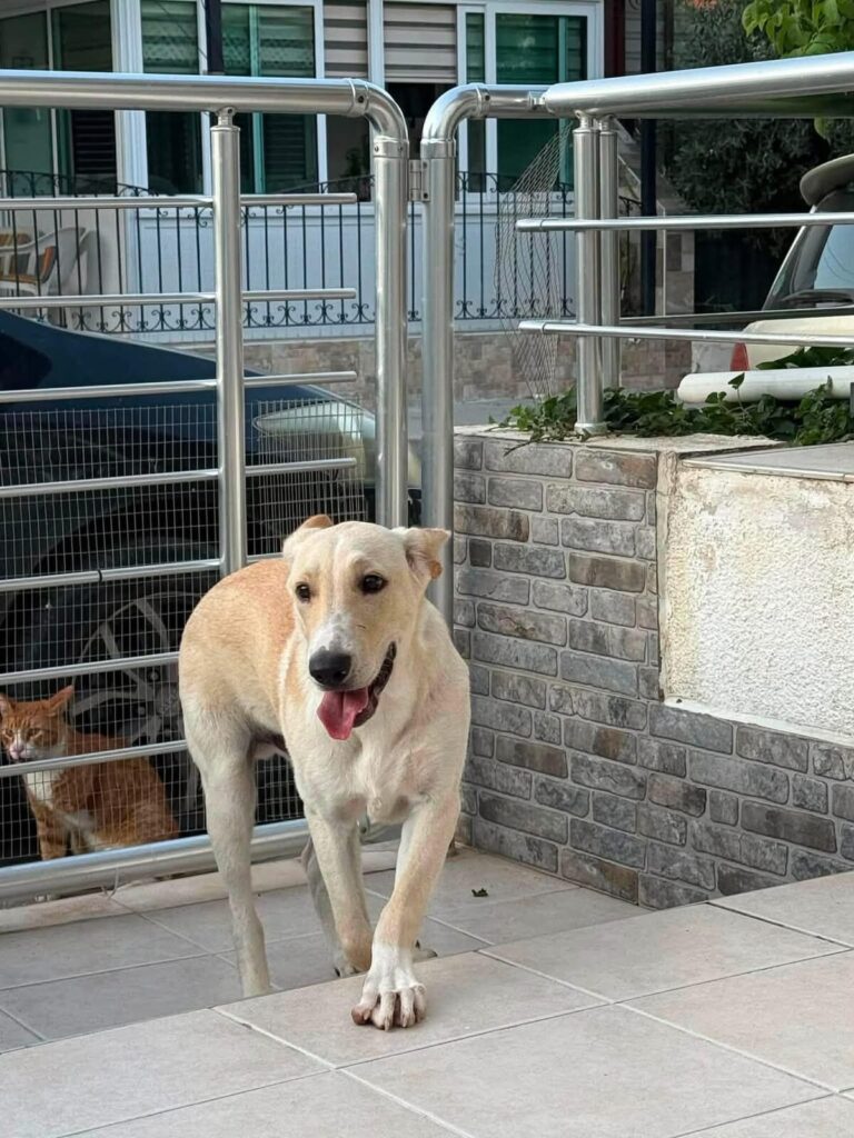 Casper at Argos Animal Sanctuary