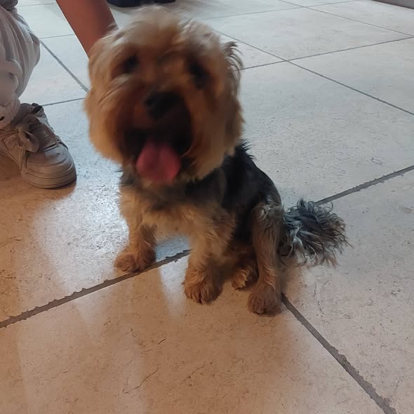 Front view of the tan and black long-haired dog found near Latsia cemetery