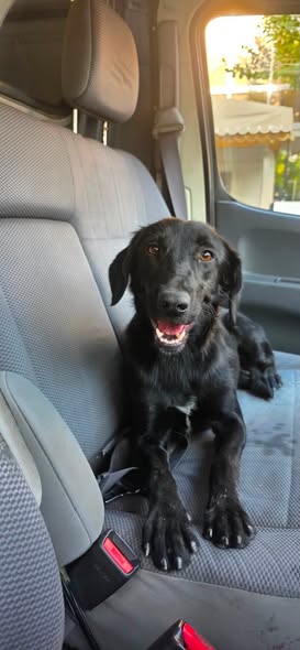 Black female dog sitting on a vehicle seat after being found near Tseri