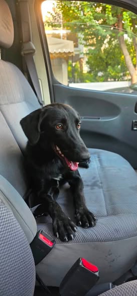 Side view of the black female dog found near Tseri