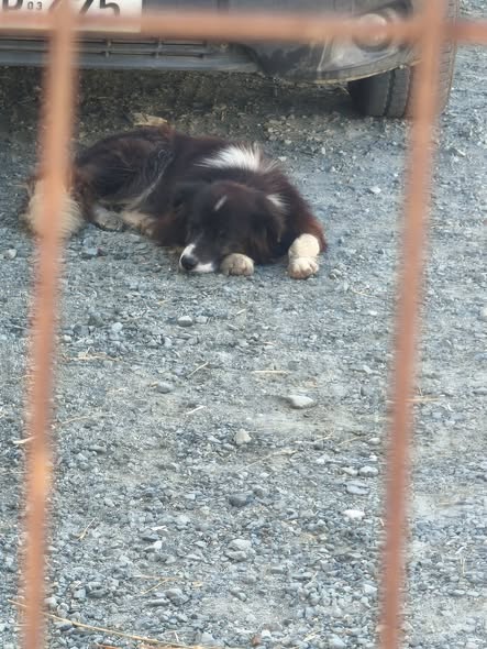 Black found dog with white neck marking and paws in Alambra Industrial Area