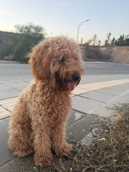Brown curly-coated female dog found in Latsia
