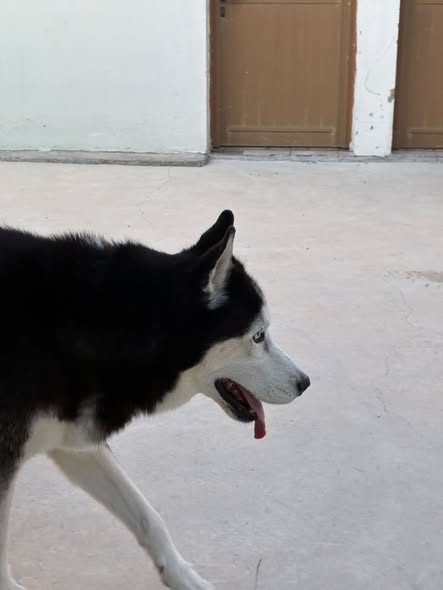 Black and white male dog with blue eyes walking in Strovolos