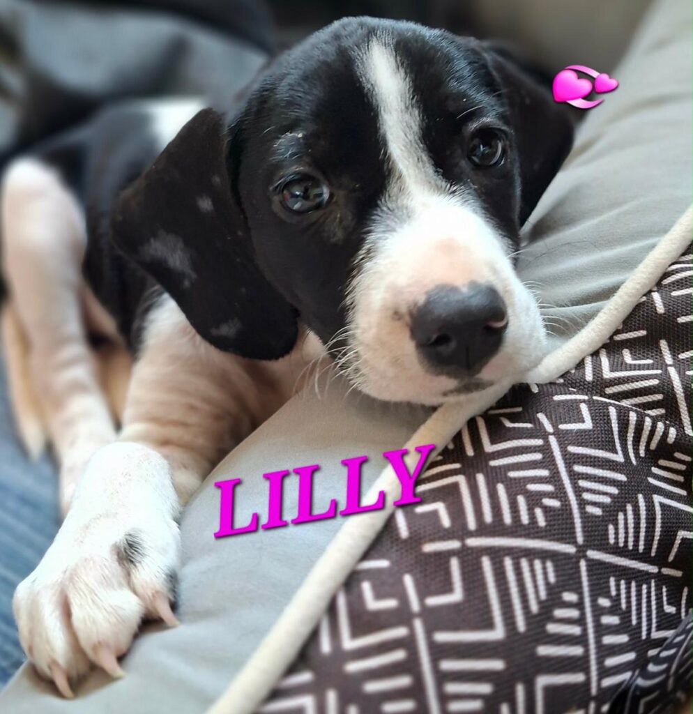 Lilly in foster care for Argos