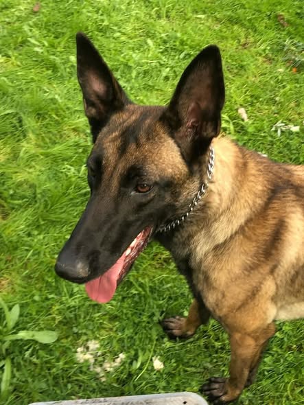 Tan and black dog with upright ears standing on grass