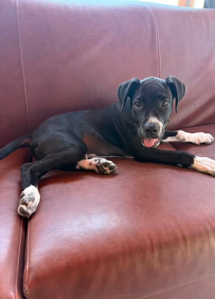 Black dog with white chest and paws lying on a sofa
