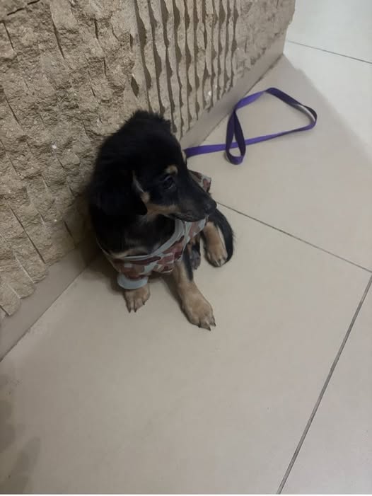 Black and tan dog reported lost in Anthoupoli, Nicosia