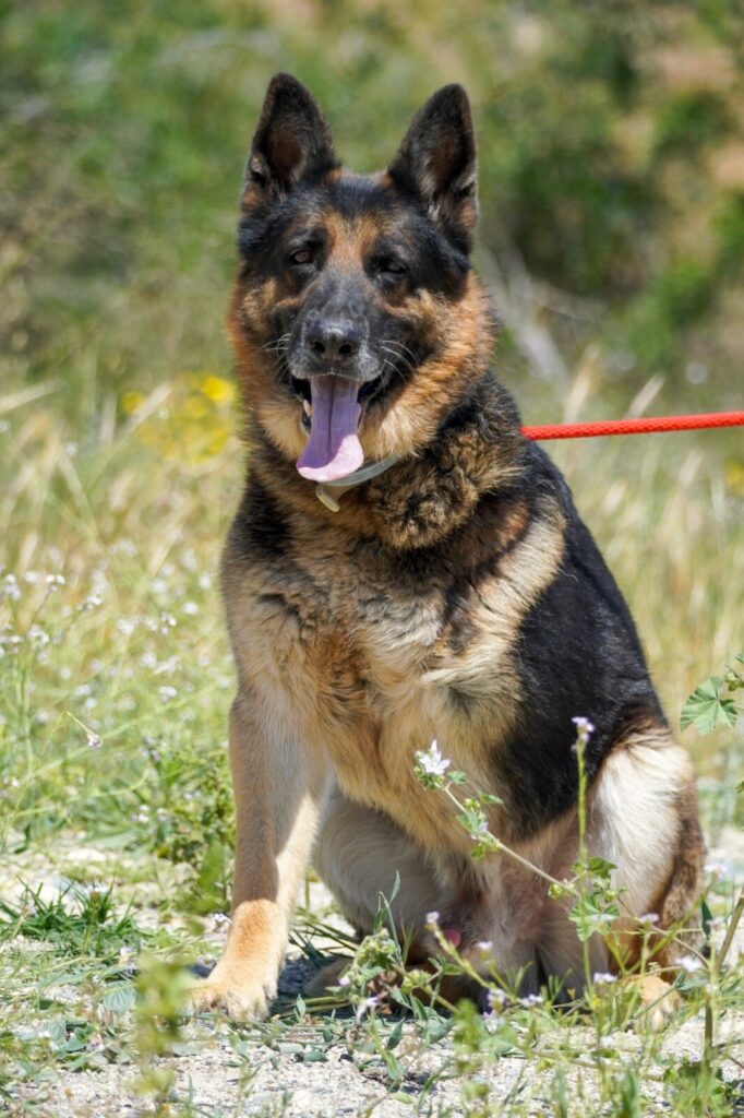 Max at Argos Animal Sanctuary