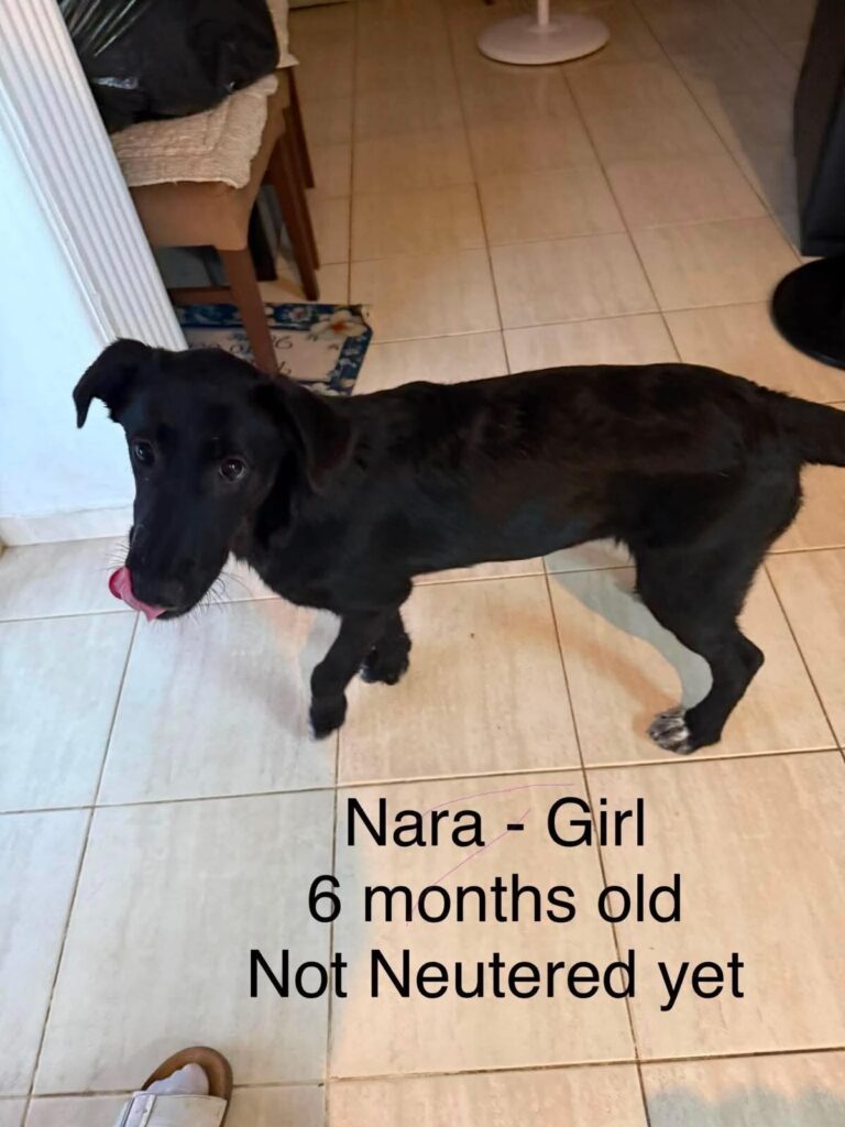 Nara at Argos Animal Sanctuary
