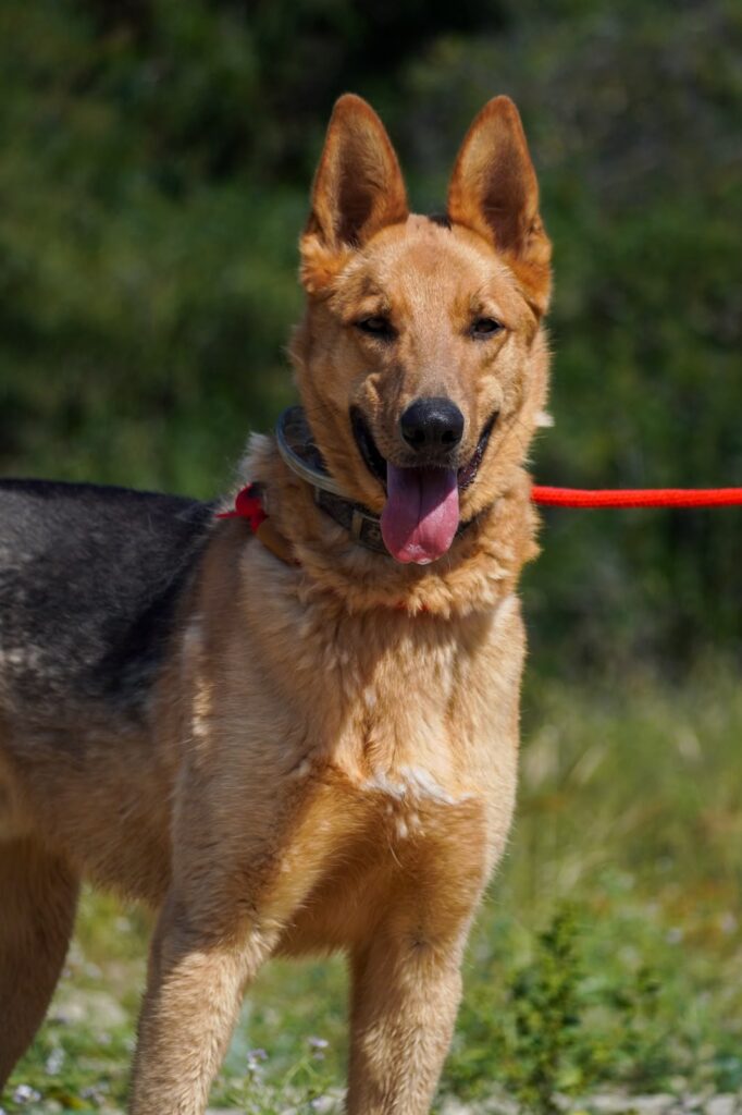 Oscar at Argos Animal Sanctuary