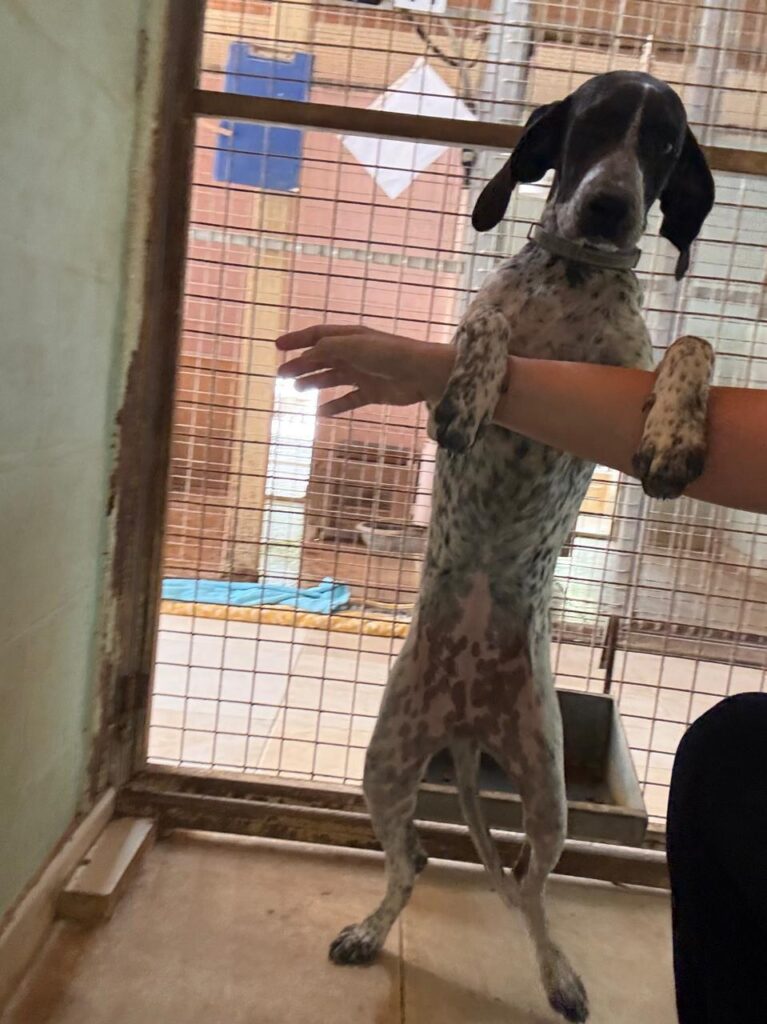 Toya at Argos Animal Sanctuary