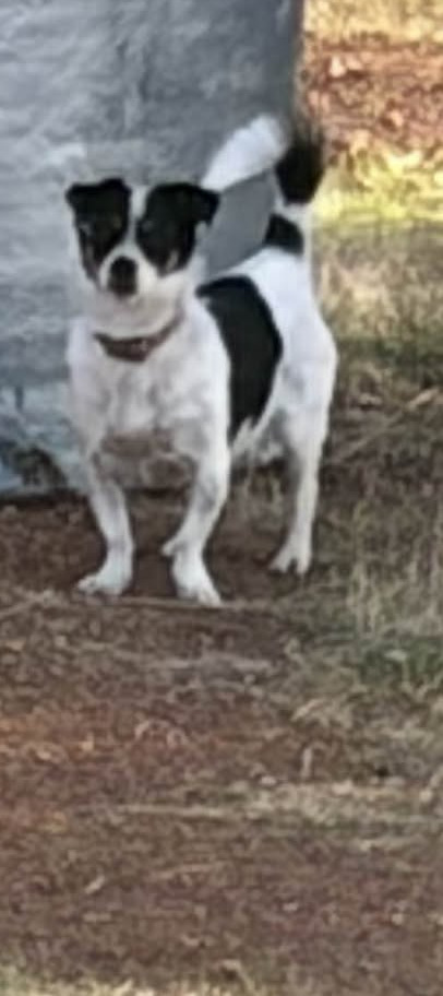 Black and white male dog seen roaming in Agios Spyridonas, Limassol