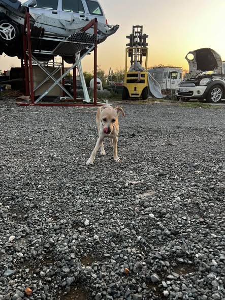 Found female dog in Ammosion, Ormideia