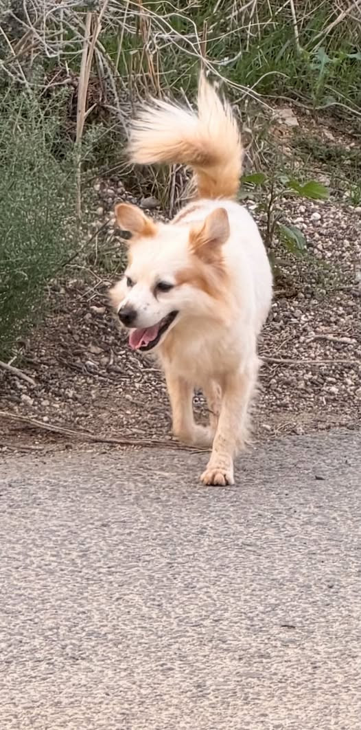 Found white and tan dog in Astromeritis