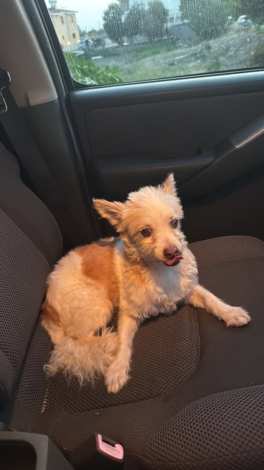 Found male dog between Chloraka and Melanos