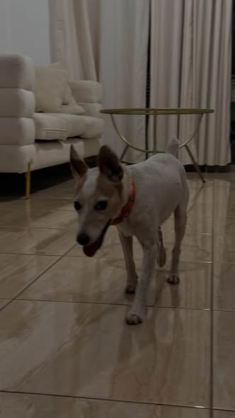 White and tan older male dog whose owner was found in Paphos.