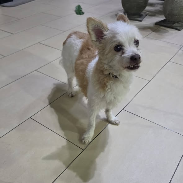 Found dog from Kissonerga coastal road