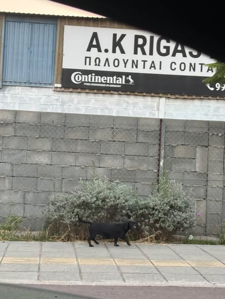 Found black dog near the mall in Limassol