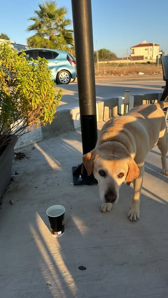 Light tan and white dog found at Kiosk Kampos in Mesogi, Paphos