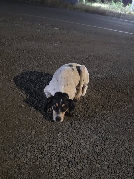 White dog with black and tan markings near Pera Chorio and Nisou