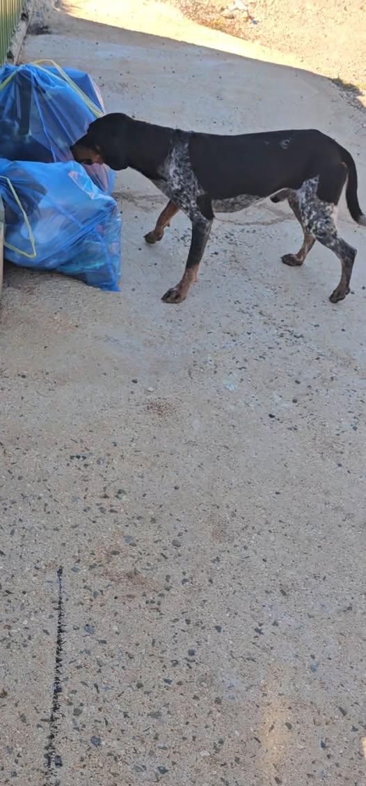 Found male dog in Peyia