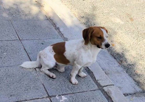 Small white male dog with brown patches found in the Universal area of Paphos