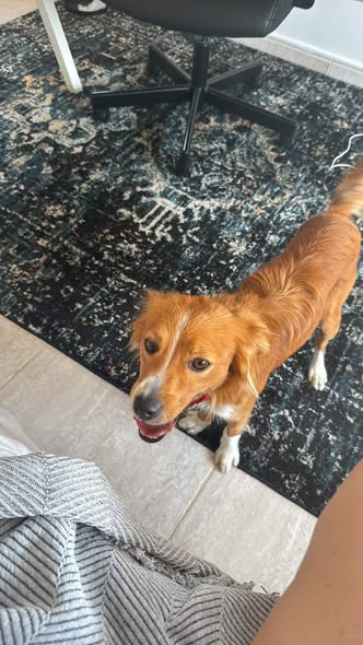 Reddish brown dog with white markings found in Emba