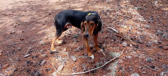 Black and tan dog with a white chest patch found in Troodos