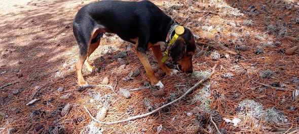 Black and tan dog wearing a collar and yellow tag in Troodos
