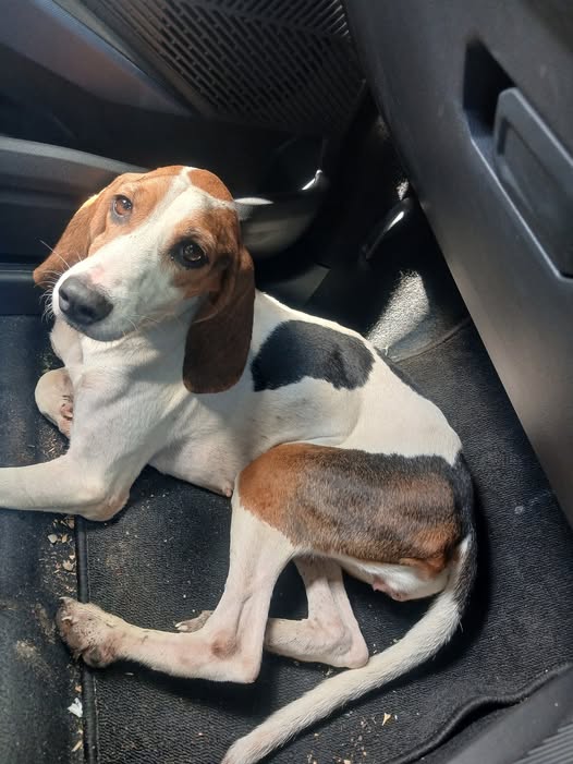 White, brown and black dog found between Vretsia and Routhkia bridge.