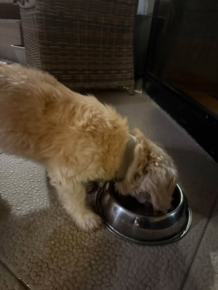 Cream female dog found near Sotiris Pharmacy in Ypsonas before her owner was located