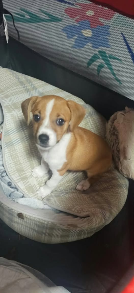 Chino, tan and white dog missing near Zygi and Tochni