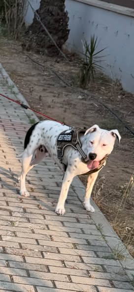 White dog with black markings wearing a black harness outdoors