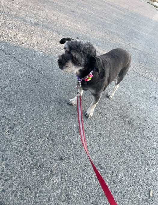Small black dog with grey facial markings standing outdoors