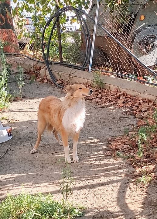 Lost dog in Lakatamia Industrial Area