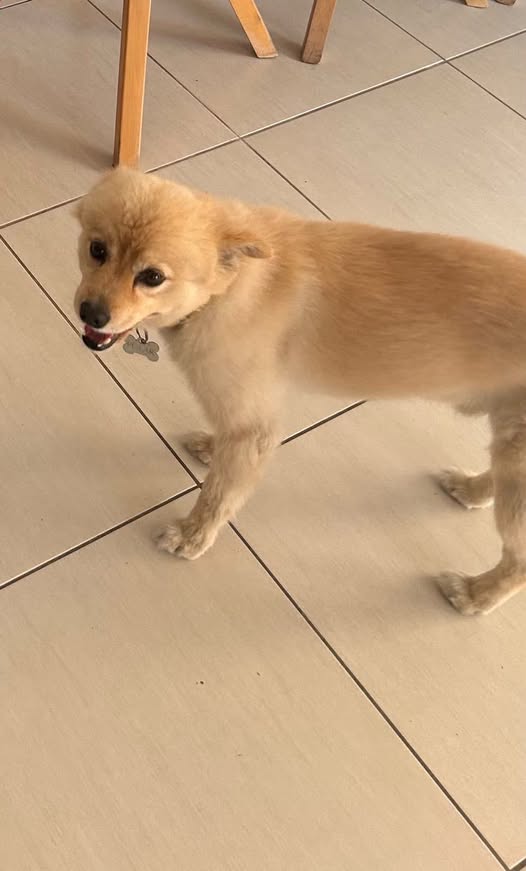 Lost male dog from Livadia and Aradippou