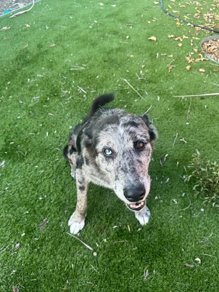 Monty with a grey and black mottled coat sitting on grass