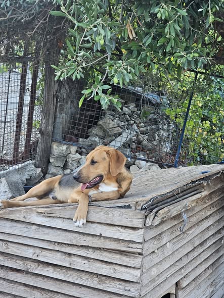 Nino, a tan male dog with a black saddle and white chest, reported missing near Melini and Eftagonia