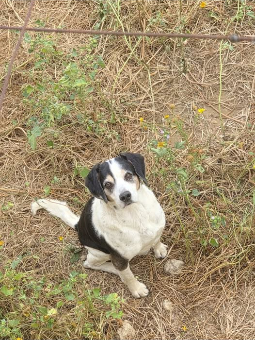 Black and white dog with tan facial markings sitting outdoors