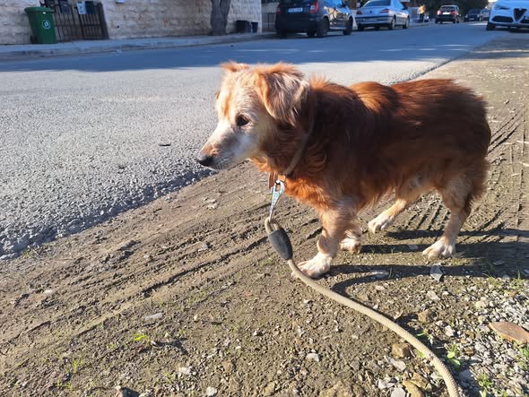 Grizzly, brown dog missing in Faneromeni, Larnaca