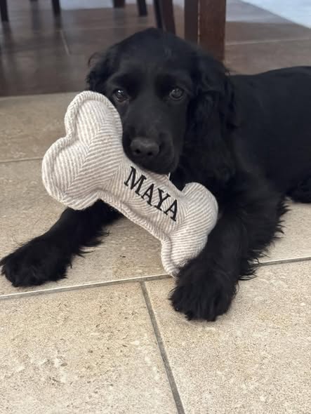 Maya, black dog missing in Ormideia