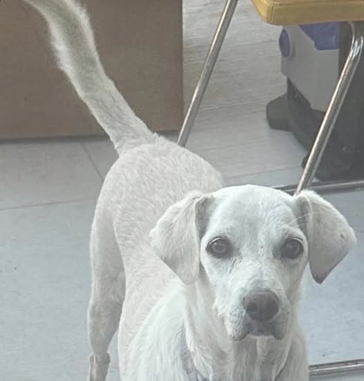 Olivia, white dog missing in Erimi