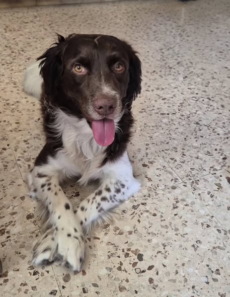 Rex, brown and white dog found safe in Pera Chorio Nisou